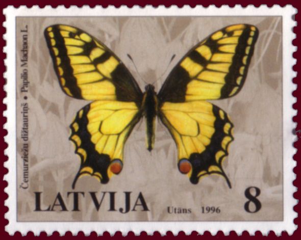 Swallowtail (Papilio machaon)