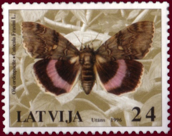 Clifden Nonpareil (Catocala fraxini)