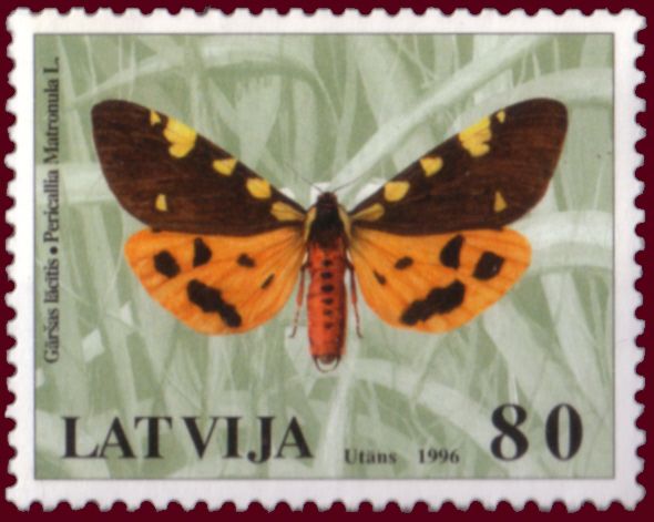 Matron (Pericallia matronula)