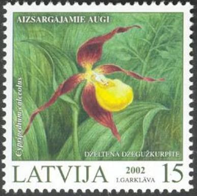 Lady's Slipper Orchid (Cypripedium calceolus)