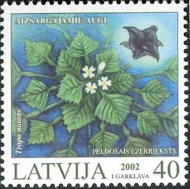 Water Chestnut (Trapa natans)