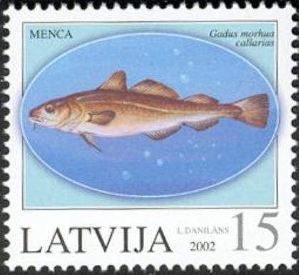 Atlantic Cod (Gadus morrhua)