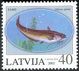 Wels Catfish (Silurus glanis)