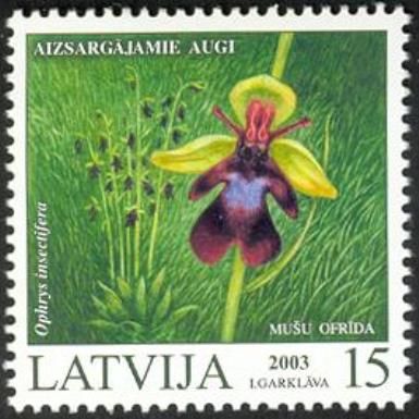 Fly Orchid (Ophrys insectifera)