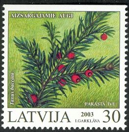 Common Yew (Taxus baccata)