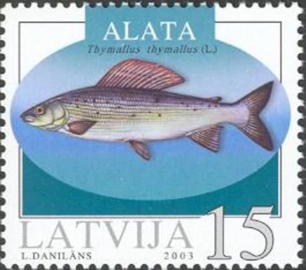 Grayling (Thymallus thymallus)