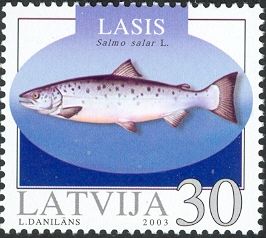 Atlantic Salmon (Salmo salar)