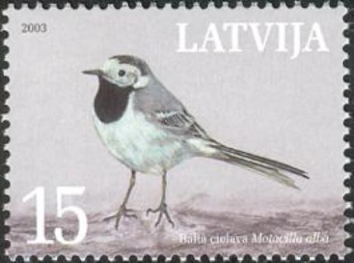 White Wagtail (Motacilla alba)