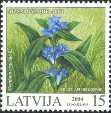 Star Gentian (Gentiana cruciata)