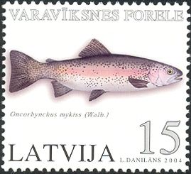 Rainbow Trout (Oncorhynchus mykiss)