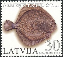 Turbot (Psetta maxima)