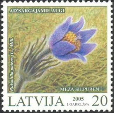 Eastern Pasqueflower (Pulsatilla patens)