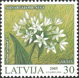 Wild Garlic (Allium ursinum)