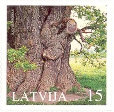 Kaive Oak - Oldest Oak Tree in Latvia