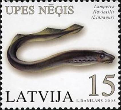River Lamprey (Lampetra fluviatilis)