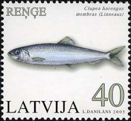 Atlantic Herring (Clupea harengus)
