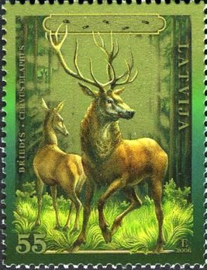 Red Deer (Cervus elaphus)
