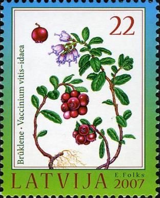 Red Bilberry (Vaccinium vitis-idaea)