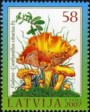 Golden Chanterelle (Cantharellus cibarius)