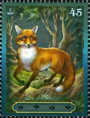 Red Fox (Vulpes vulpes)