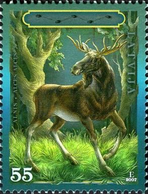 Moose (Alces alces)