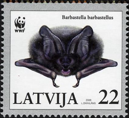 Western Barbastelle (Barbastella barbastellus)