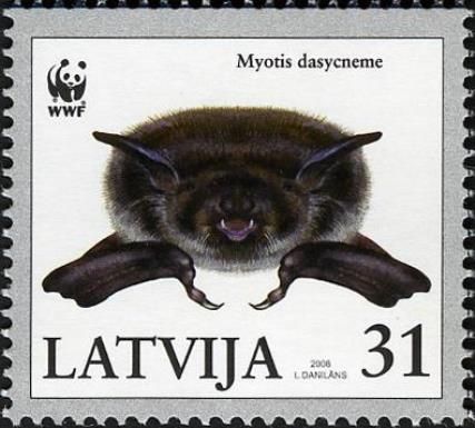 Pond Myotis (Myotis dasycneme)
