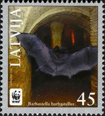 Western Barbastelle (Barbastella barbastellus)