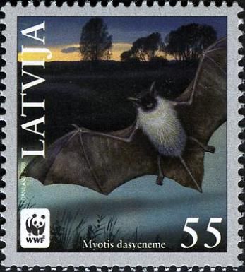 Pond Myotis (Myotis dasycneme)