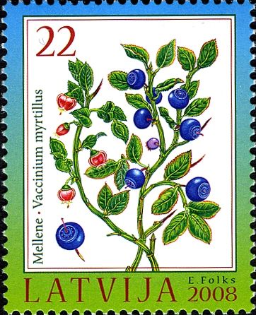 Bilberry (Vaccinium myrtillus)
