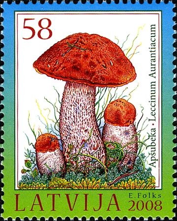 Red-capped Scaber Stalk (Leccinum aurantiacum)