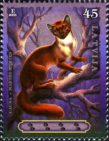 European Pine Marten (Martes martes)