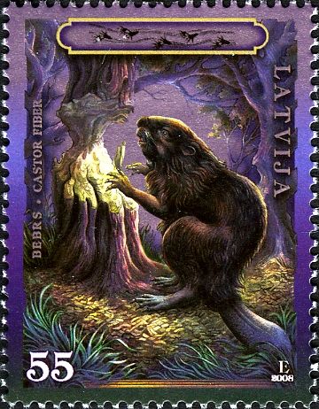 Eurasian Beaver (Castor fiber)