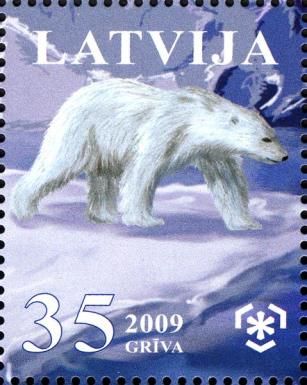 Polar Bear (Ursus maritimus)