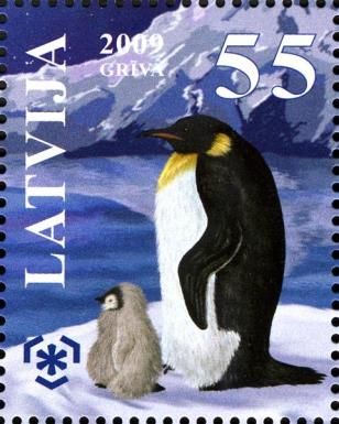 Emperor Penguin (Aptenodytes forsteri)