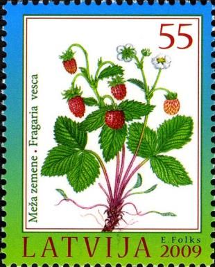Strawberry (Fragaria vesca)