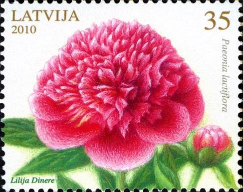 Peony (Paeonia lactiflora)