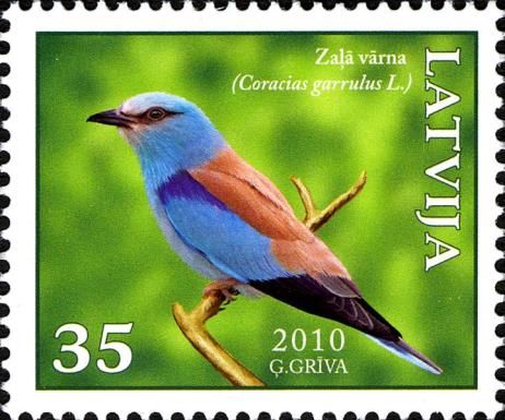 European Roller (Coracias garrulus)