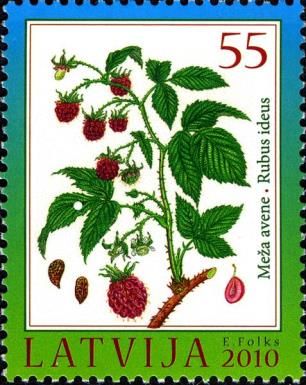 Raspberry (Rubus idaeus L.)