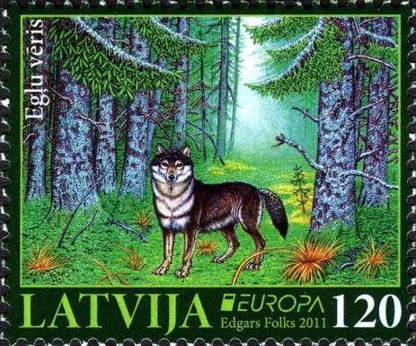 Europa - Wolf (Canis lupus) at Clearing in the Spruce Forest