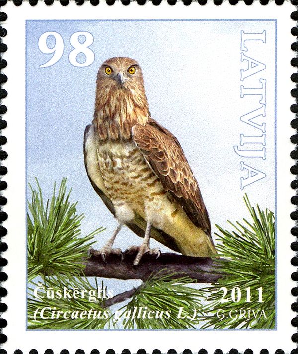 Short-toed Snake-eagle (Circaetus gallicus)