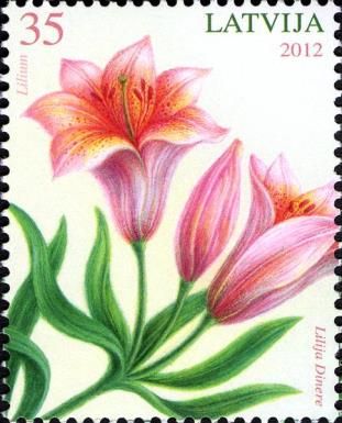 Lily (Lilium)