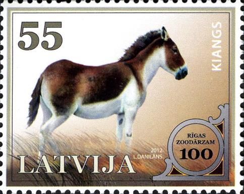 Kiang (Equus kiang)