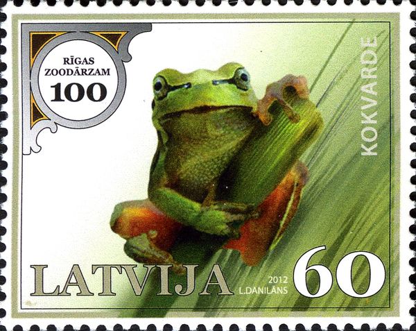 European Tree Frog (Hyla arborea)