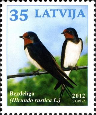 Barn Swallow (Hirundo rustica)