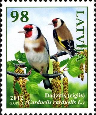 European Goldfinch (Carduelis carduelis)