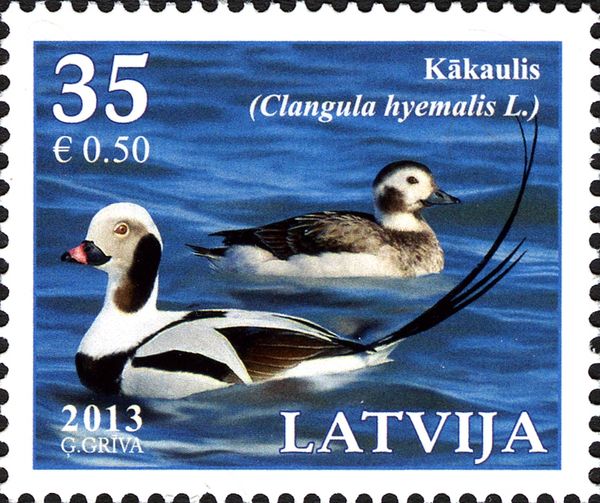 Long-tailed Duck (Clangula hyemalis)