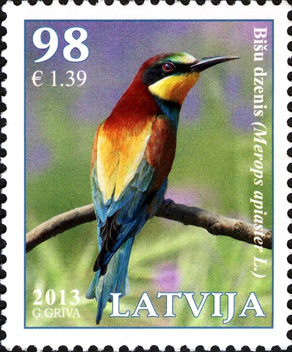 European Bee-eater (Merops apiaster)