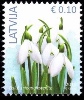 White Snowdrop (Galanthus nivalis)
