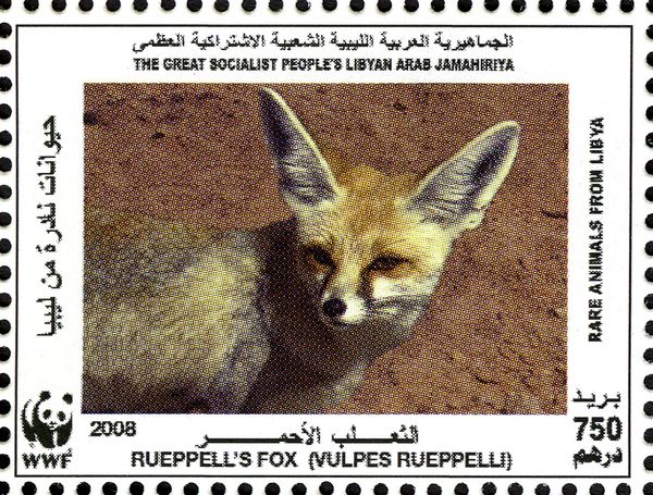Rüppell's Fox (Vulpes rueppellii)